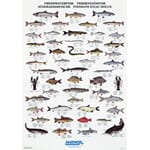 Plakat Ferskvannsfiske