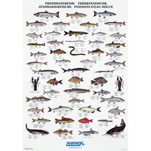 Plakat Ferskvannsfiske