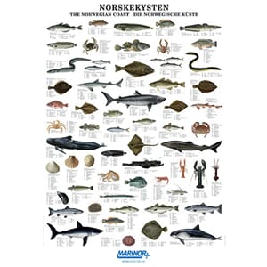 Plakat Norskekysten