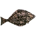 Kosefisk kveite 100cm