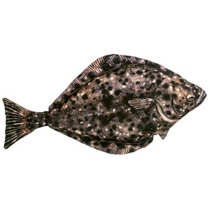 Kosefisk kveite 100cm