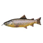 Kosefisk Ørret 65 cm