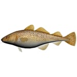 Kosefisk Torsk 60cm