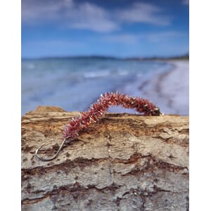 Børstemark sjøørretflue #6